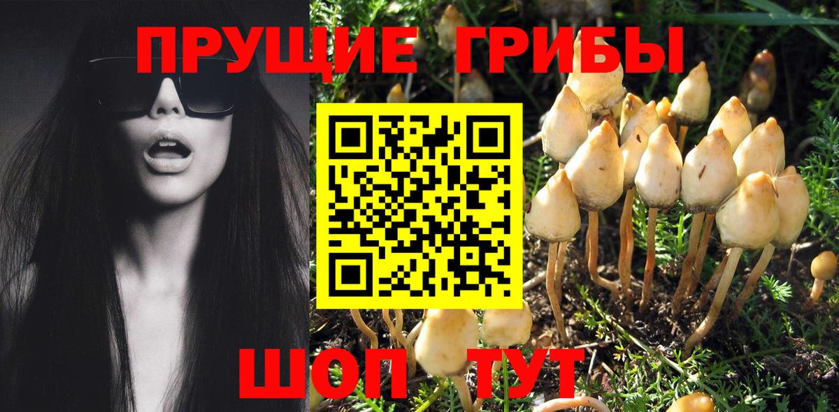 Галлюциногенные грибы Psilocybe Самара